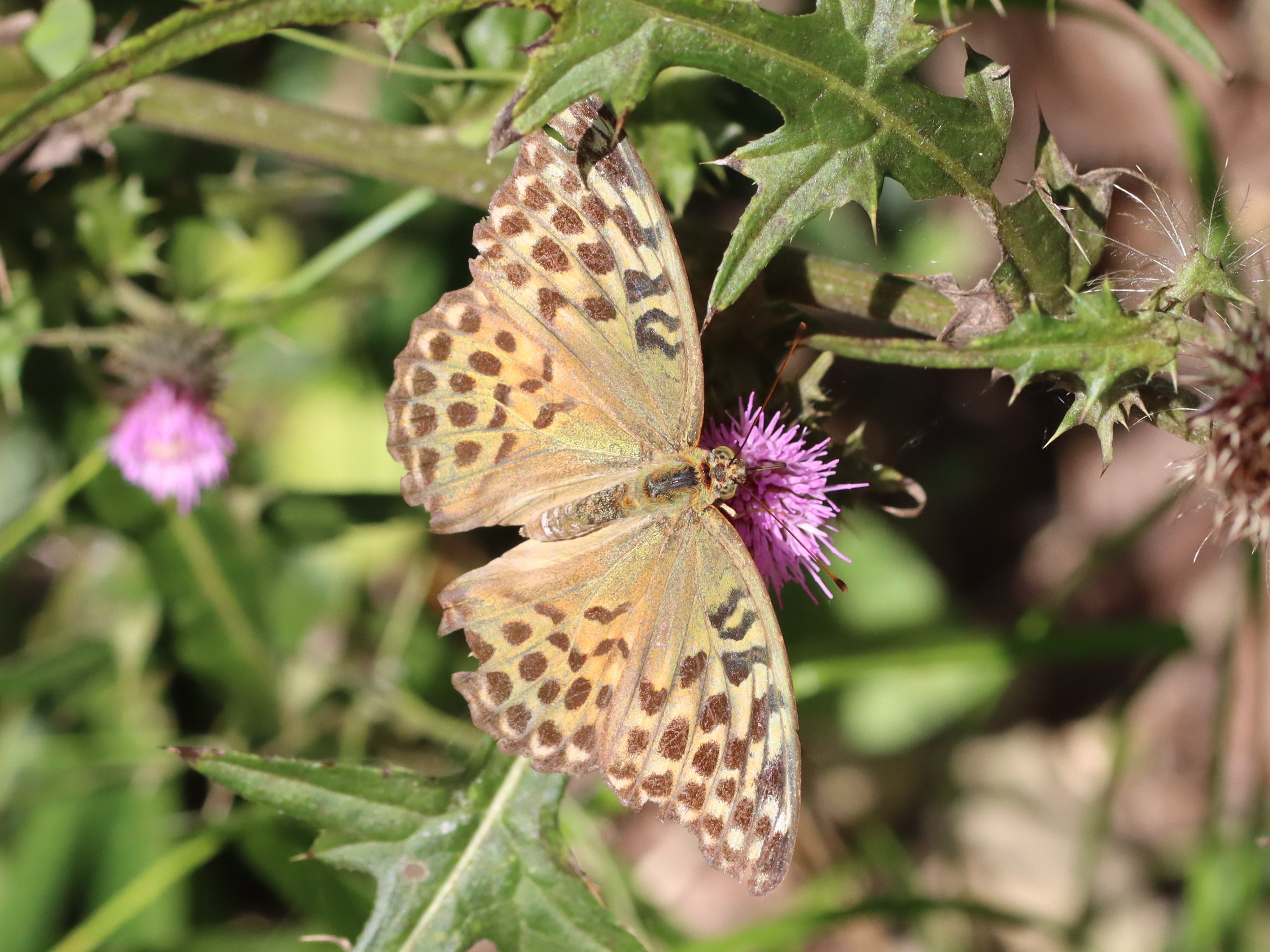 ミドリヒョウモン